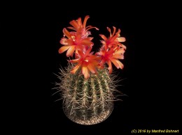 Matucana intertexta 1329